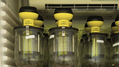 Das Labor PLANCO-TEC ist spezialisiert auf Untersuchungen zum Nachweis der hygienischen Unbedenklichkeit von biologischen Behandlungsverfahren