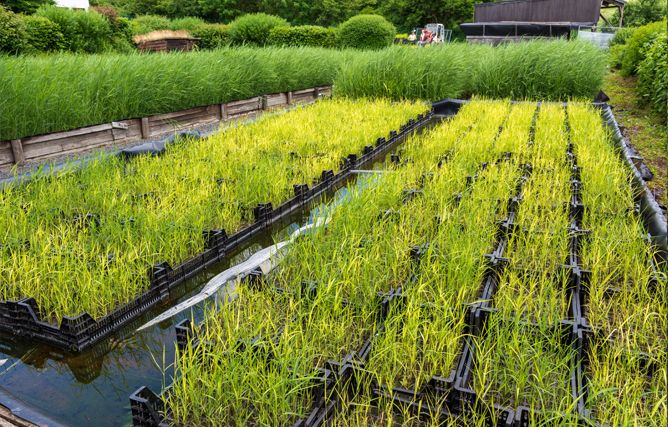 In unserer Schilfgärtnerei ziehen wir die Pflanzen für unsere Anlagen selbst